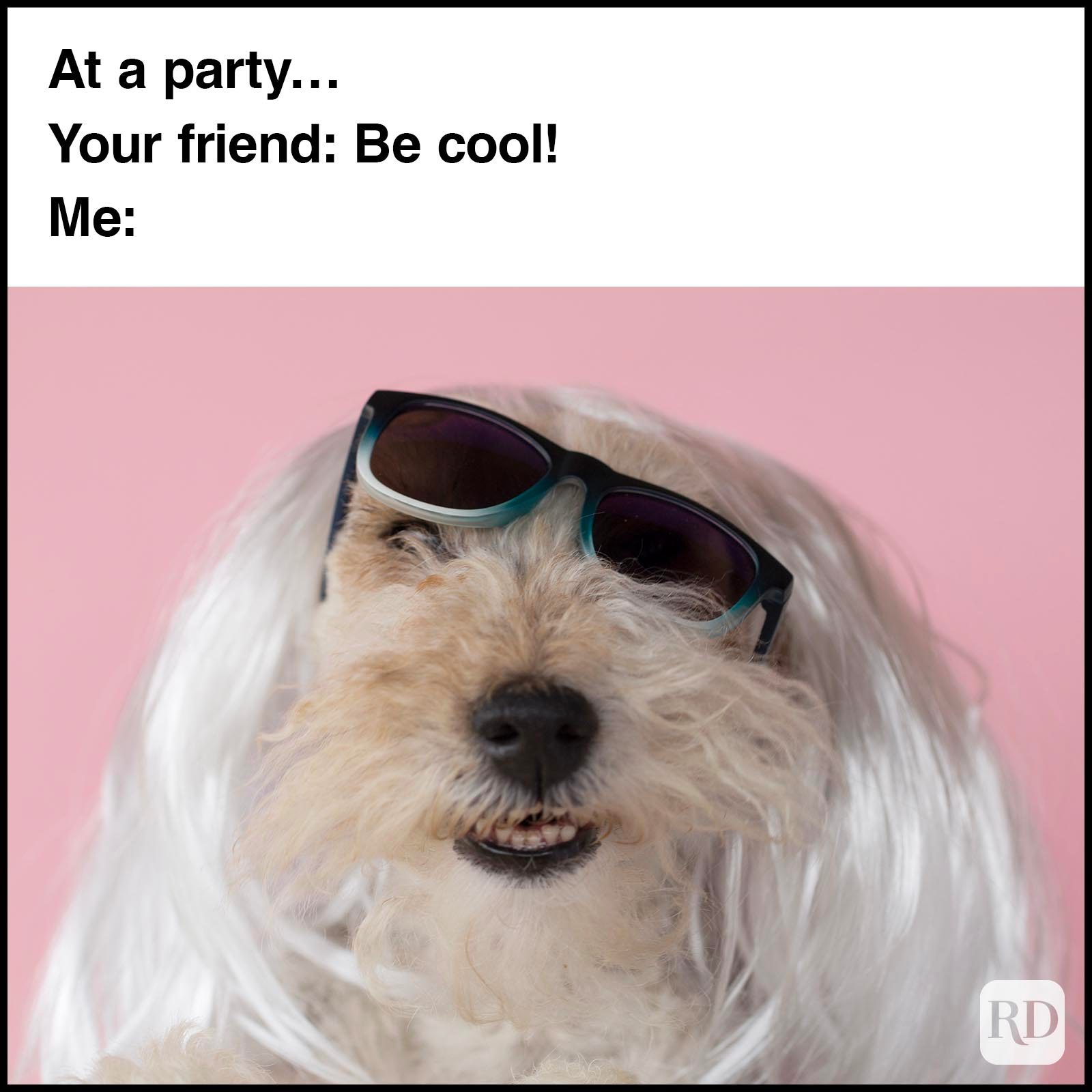 Dog Memes 52
