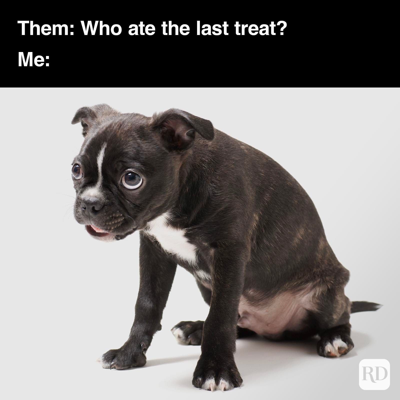 Dog Memes 55