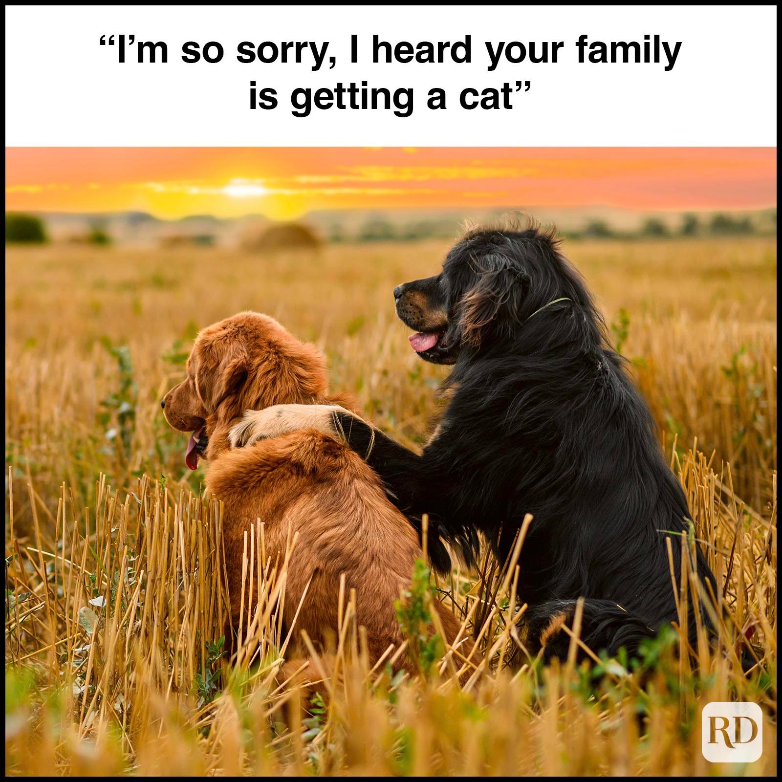 Dog Memes 56