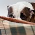 Why Are Dogs Scared of Fireworks—and How Can You Calm Them Down?