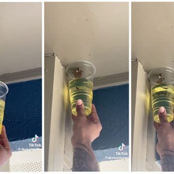 A hand holds a plastic cup with liquid toward a wasp nest on a ceiling corner in a blue-walled room.