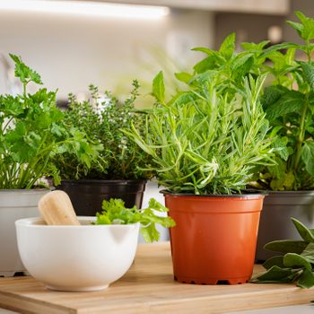 Potted herbs sit on a kitchen countertop, surrounded by a mortar and pestle and a dish towel.