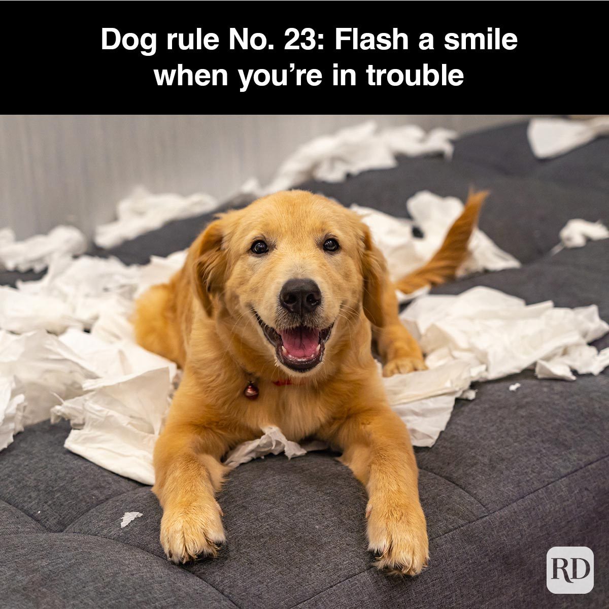40 Smiling Dog Memes That Will Make Everything Better On A Bad Day