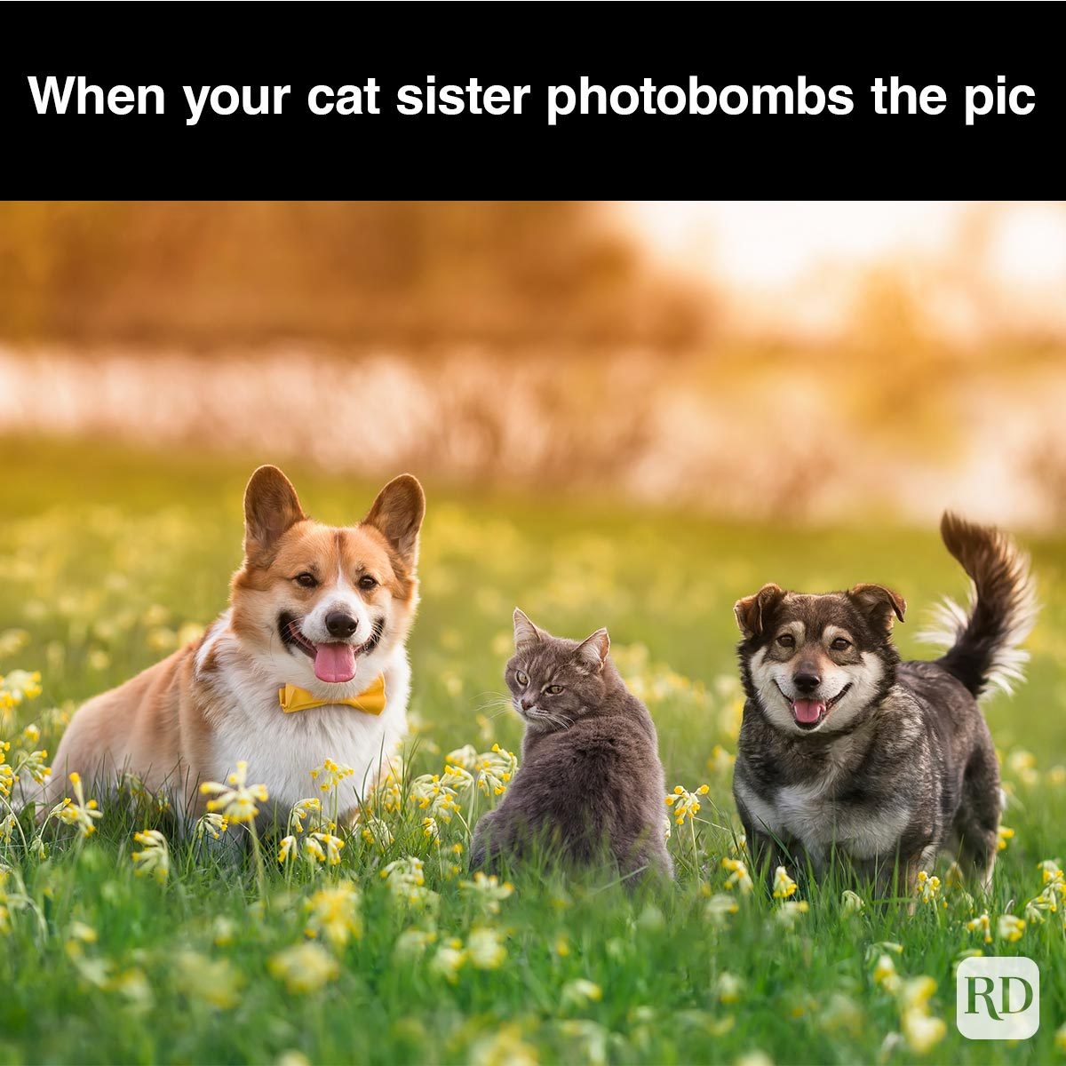 40 Smiling Dog Memes That Will Make Everything Better On A Bad Day