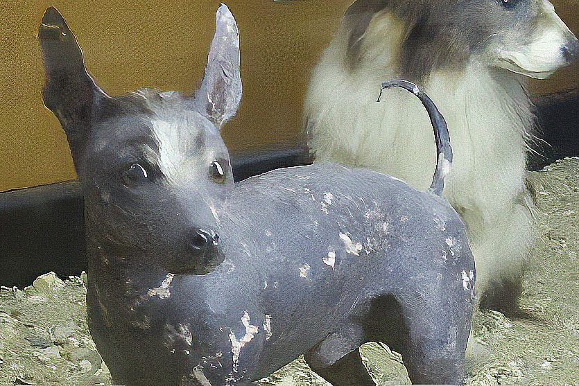 stuffed Abyssinian Sand Terrier African Hairless Dog in a museum