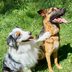 Should You Let Your Dog Sleep in Your Bed?