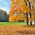 Autumn vs. Fall: Why Americans Say “Fall” and Not “Autumn”