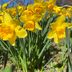 20 Fun Facts About the Month of March 2025