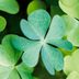 Why Four-Leaf Clovers Are Considered Lucky: Facts and Myths