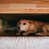 Why Are Dogs So Scared of Thunder?