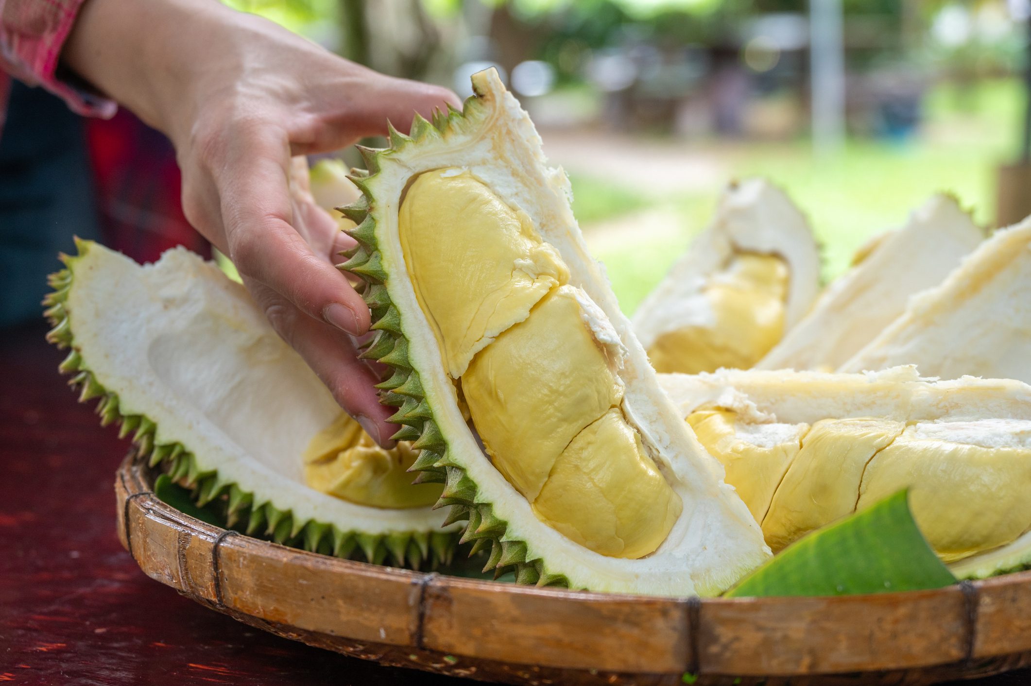 Someone grabbing a durian for eating. Durian is a fruit that grows on several different species of trees across southeast Asia.