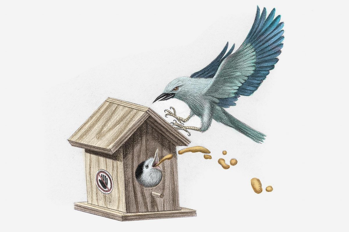 eurasian roller bird