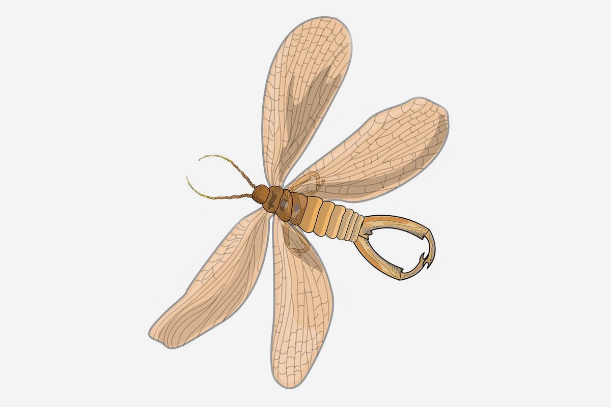eyelash winged wasp