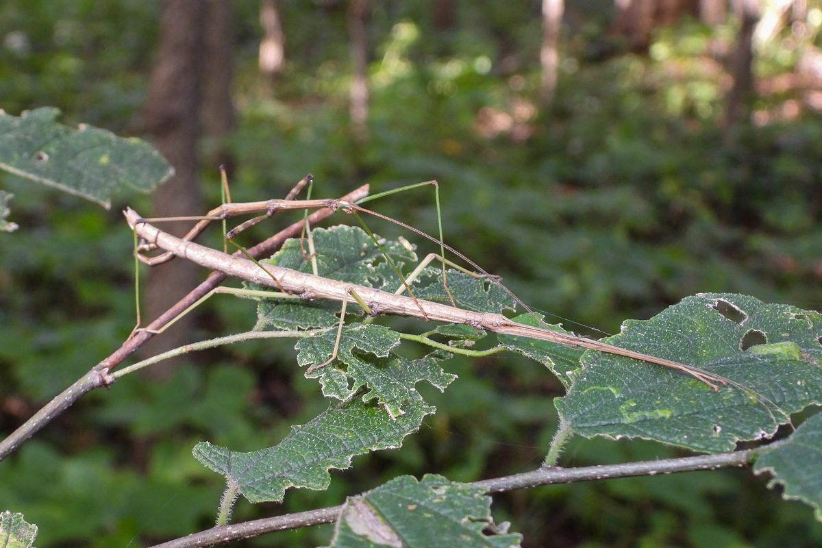 stick insect