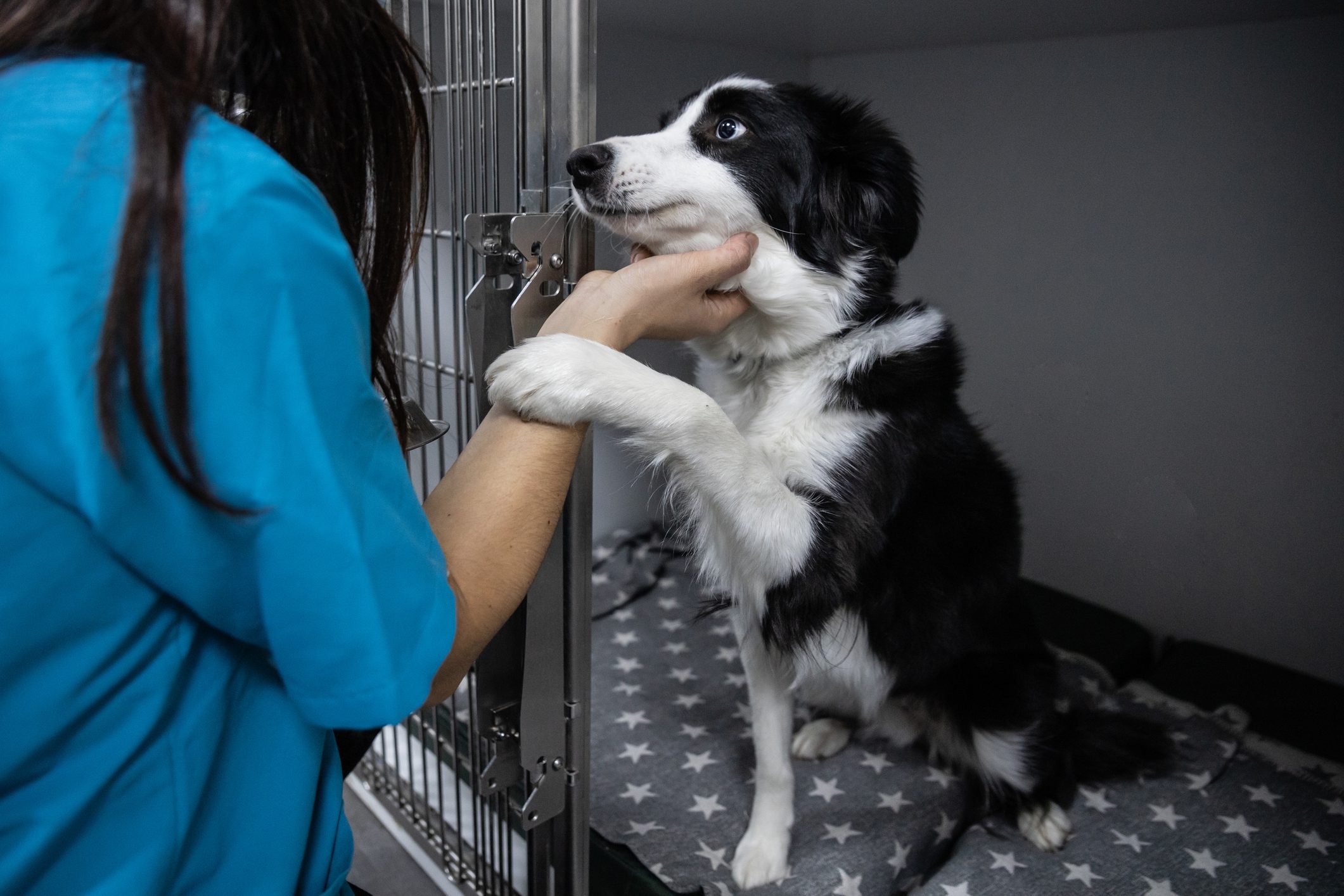 Crop groomer with dog in clinic