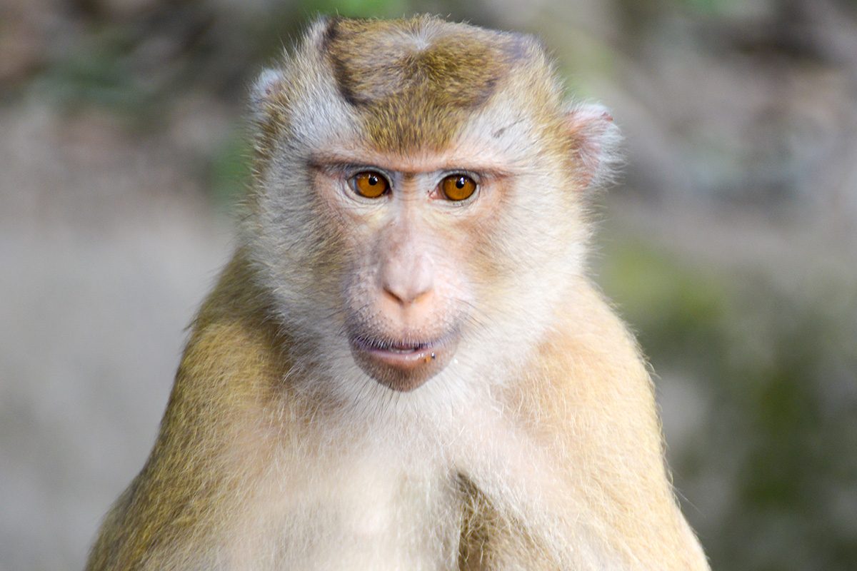 Monkey See, Monkey Snap Gettyimages 939783942