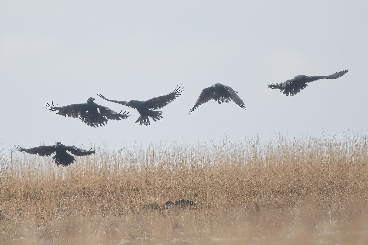 ravens flying over a carcass