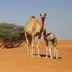 10 Animals That Can Walk as Soon as They’re Born