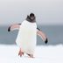 12 Fascinating Penguin Facts That You've Never Heard Before