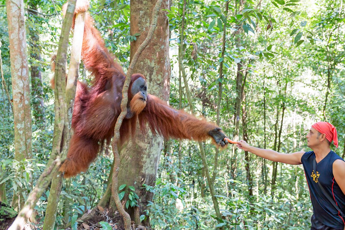 12 Surprising Ways Orangutans and Humans Are Alike