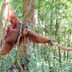 12 Surprising Ways Orangutans and Humans Are Alike