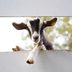 36 Goat Pictures That Are Perfect for Kidding Around