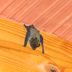 6 Clear Signs Your House Has a Bat Infestation