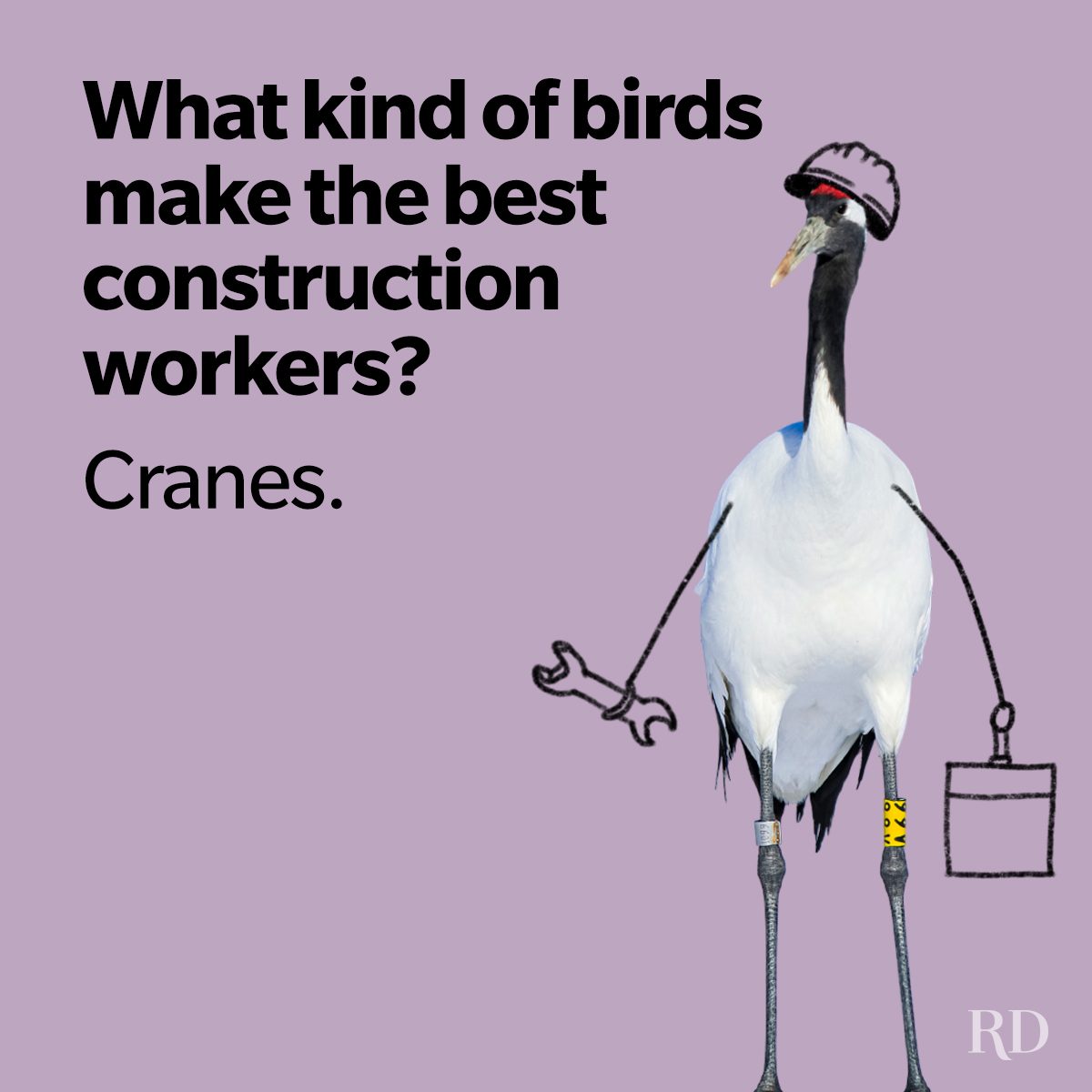 Bird Jokes For Kids
