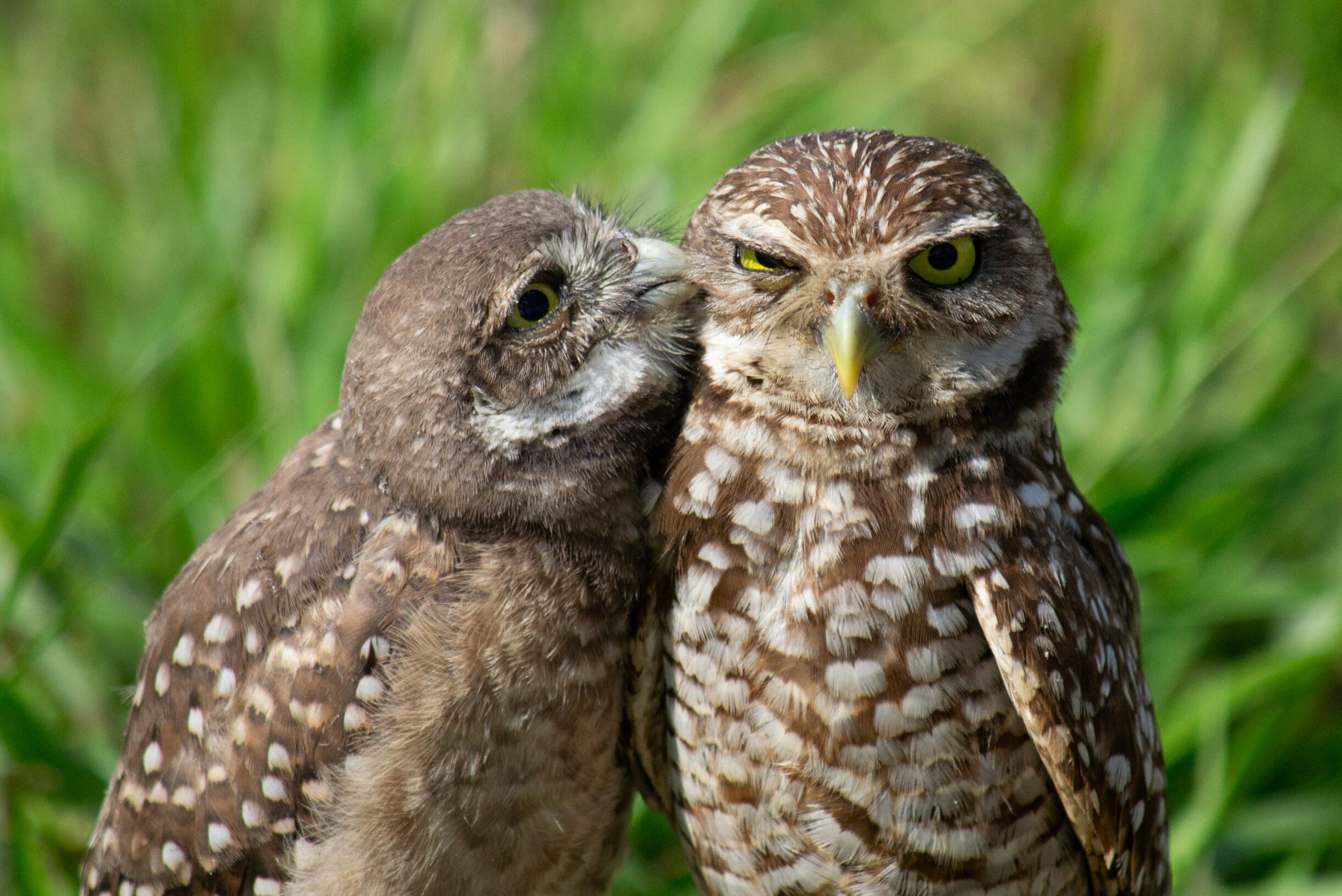 22 Funny Bird Photos That’ll Quack You Up