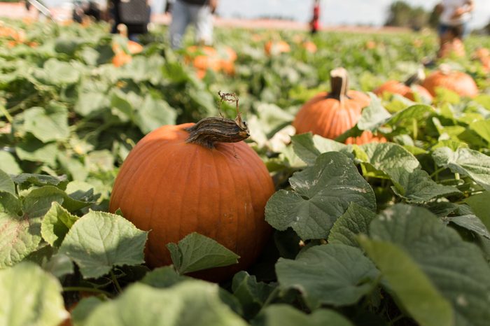 Pumpkins
