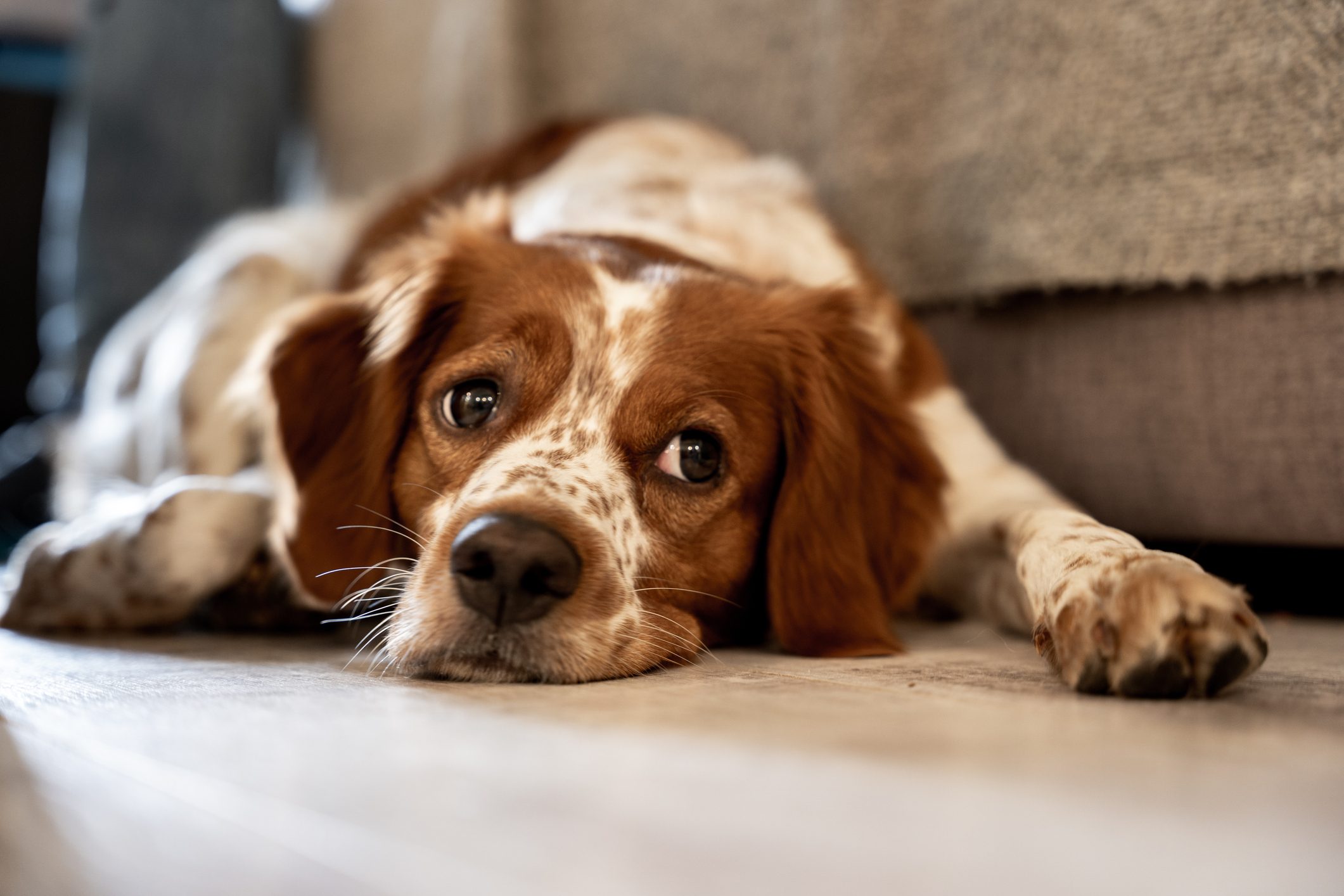 Portrait of a dog laying on the floor at home