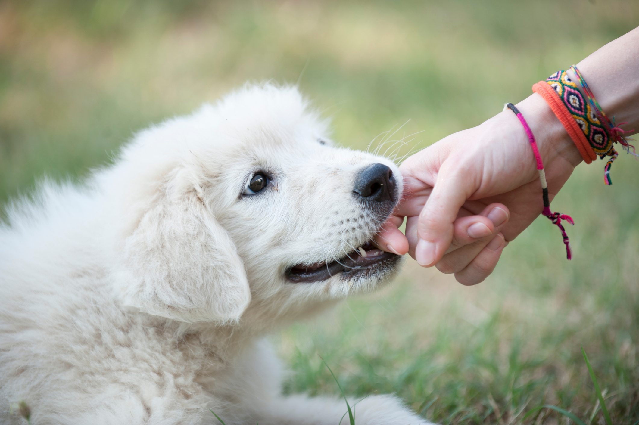 How to Stop a Puppy from Biting, According to Dog Trainers