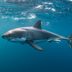 8 Misunderstood Shark Facts to Set the Record Straight
