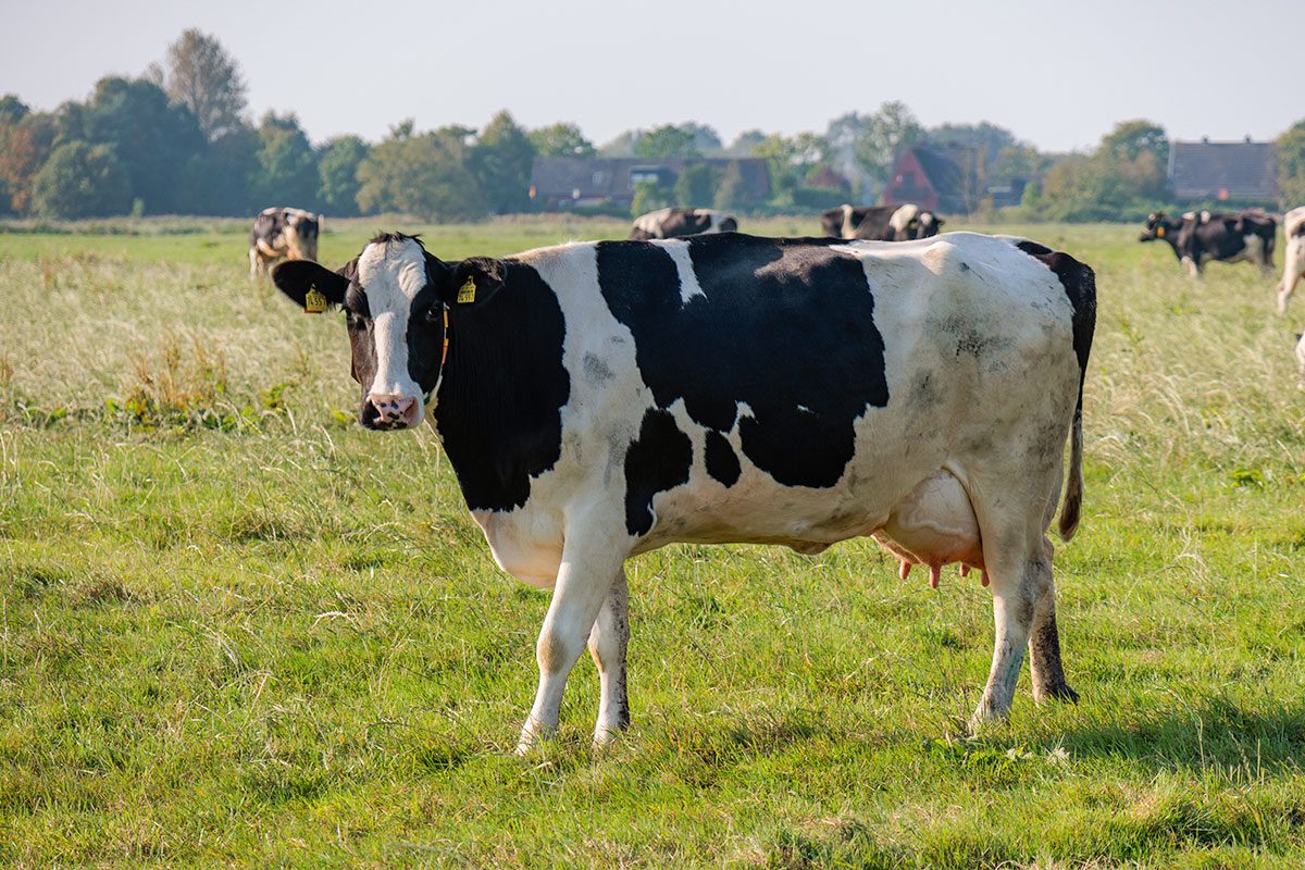 Holstein cows in a field in Brittany