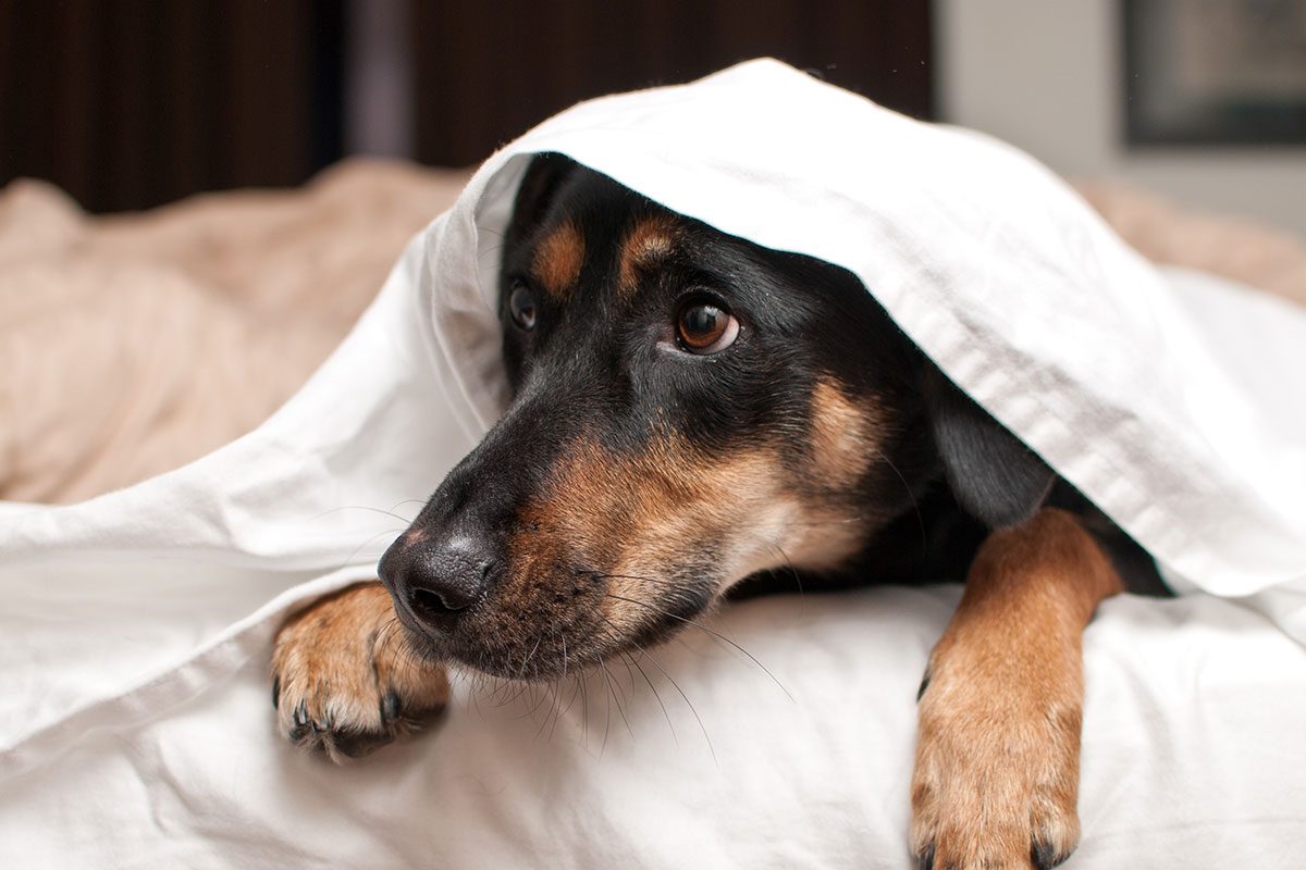 Attention, Pet Owners! This Is the One Electronic You Must Unplug to Stay Safe in a Thunderstorm