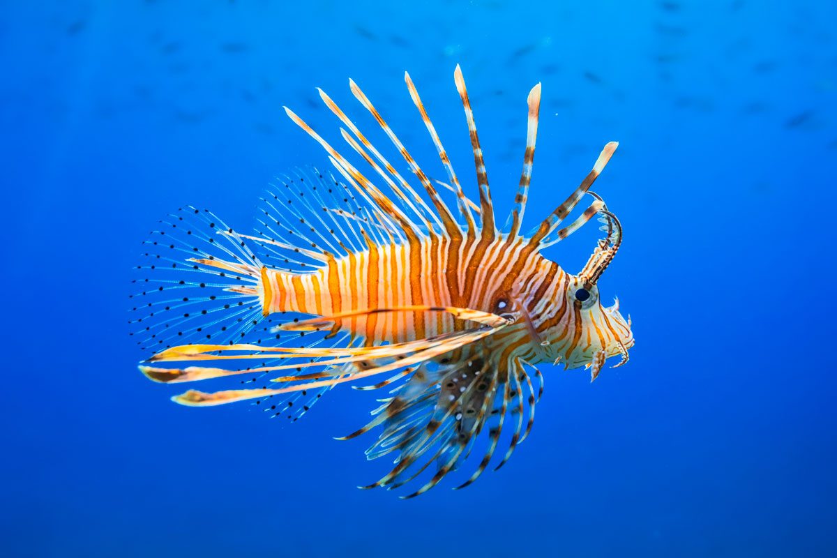 13 of the Weirdest Deep-Sea Creatures in the Ocean
