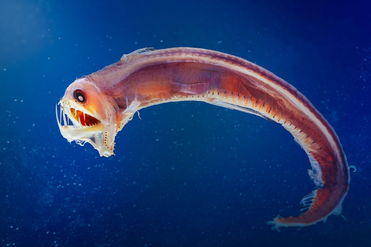 Sloane Viperfish Chauliodus Sloani