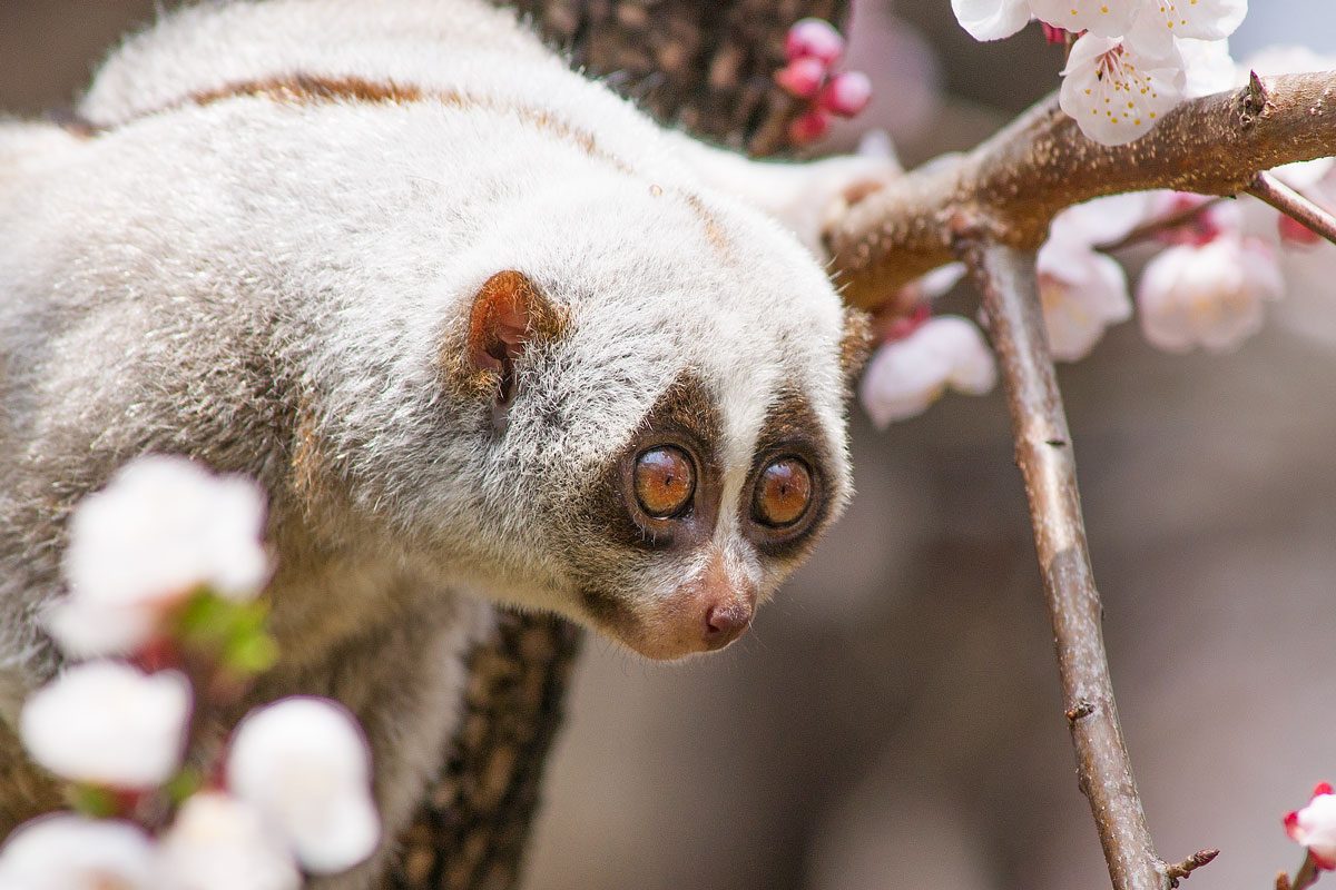 Slow Loris