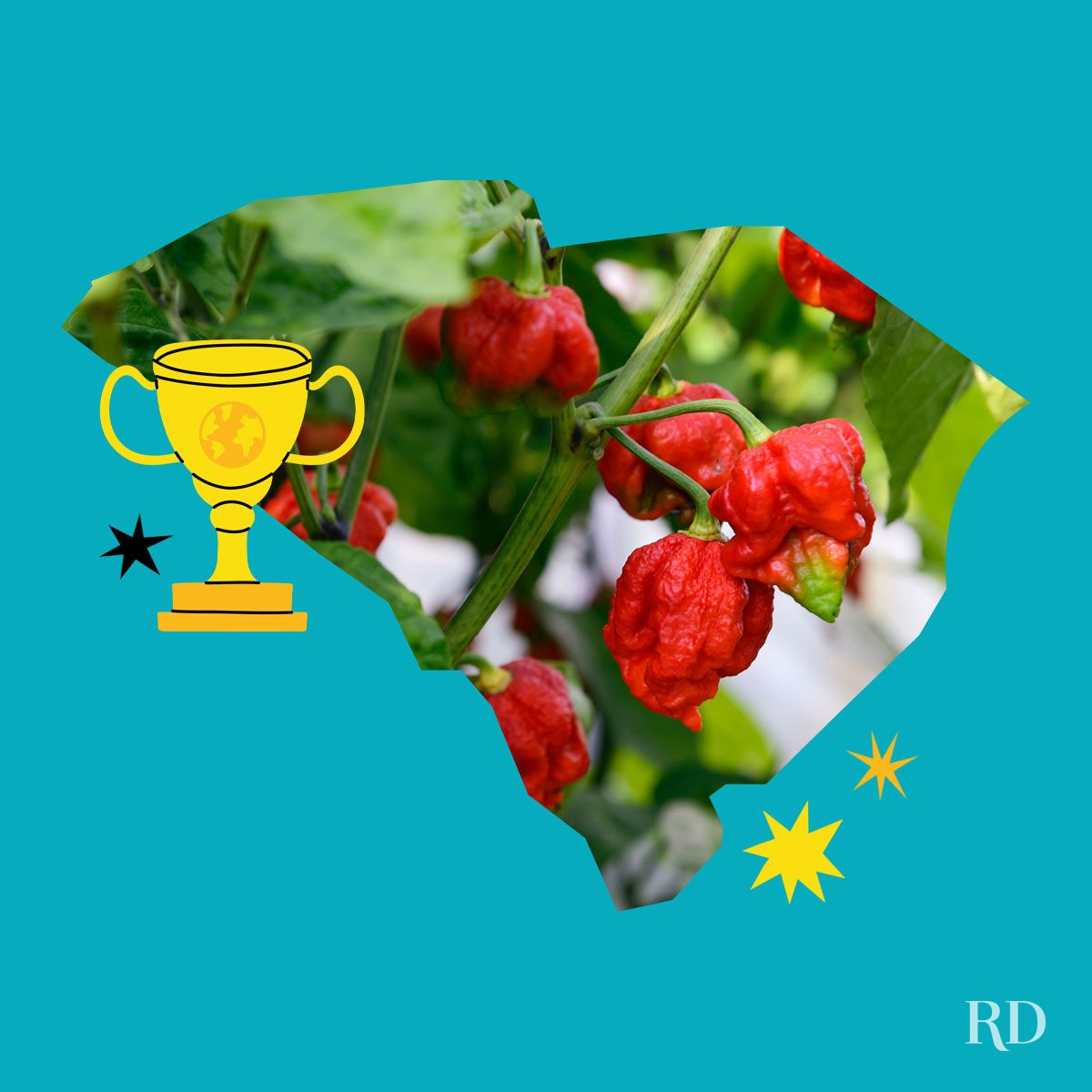 An image relating to a crazy world record of the state of South-Carolina-Hottest-chili - clipped to the state map on a blue background with trophy and stars graphic elements around it.