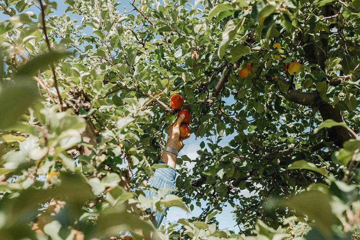 The Best Place To Go Apple Picking In Every State