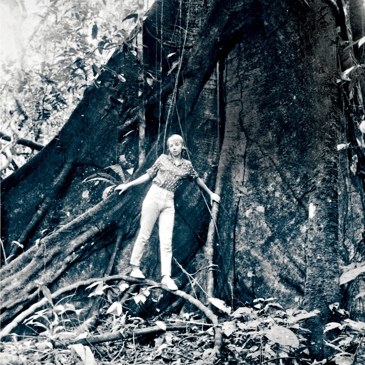 Recovery after the crash: embracing a giant tree at Panguana and regaining strength, March 1972