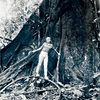 Recovery after the crash: embracing a giant tree at Panguana and regaining strength, March 1972