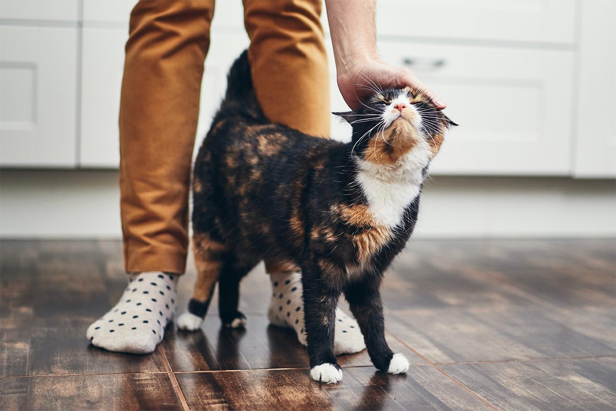 The Curly Tail Gettyimages 1134929540 E1582140663734