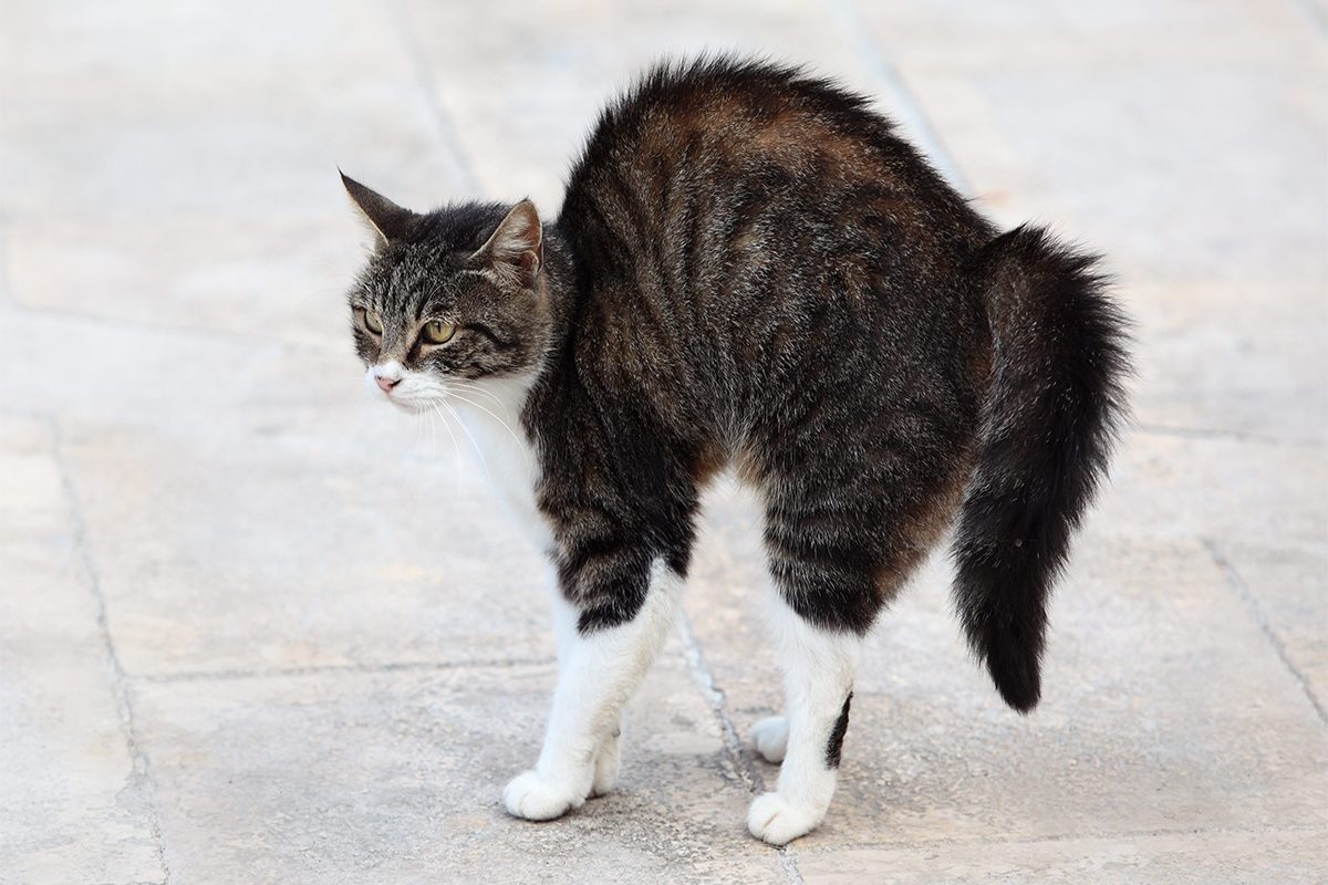 The Puff N Fluff Tail Gettyimages 118382319 E1582141444929