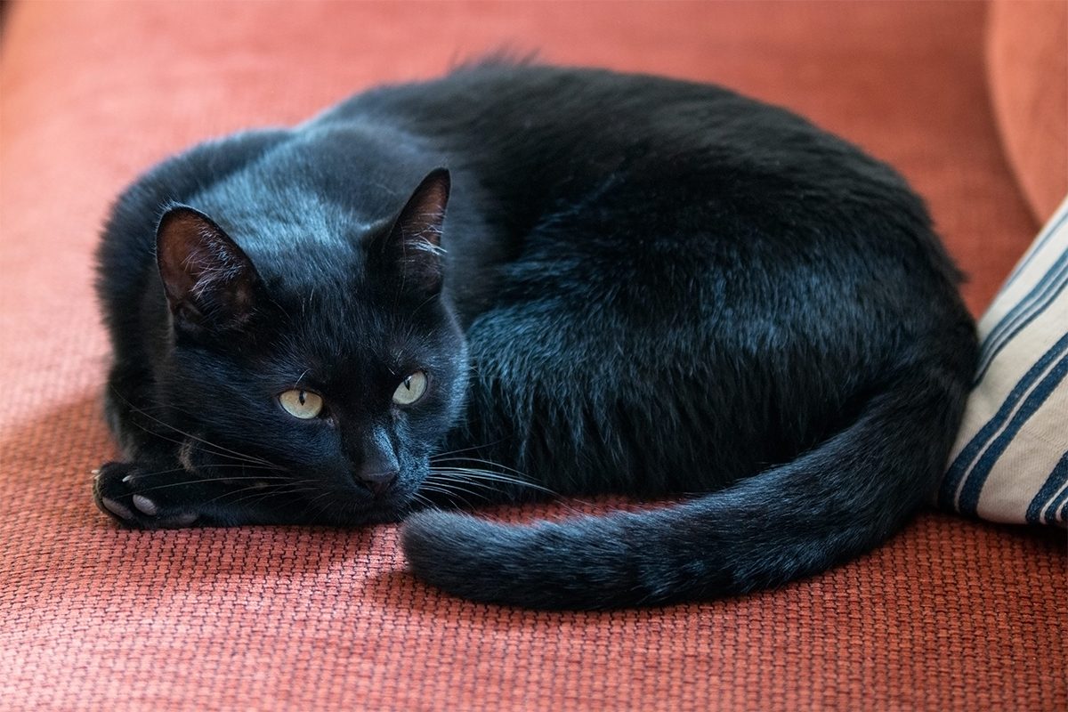 The Sick Tail Gettyimages 628932892 E1582142248135