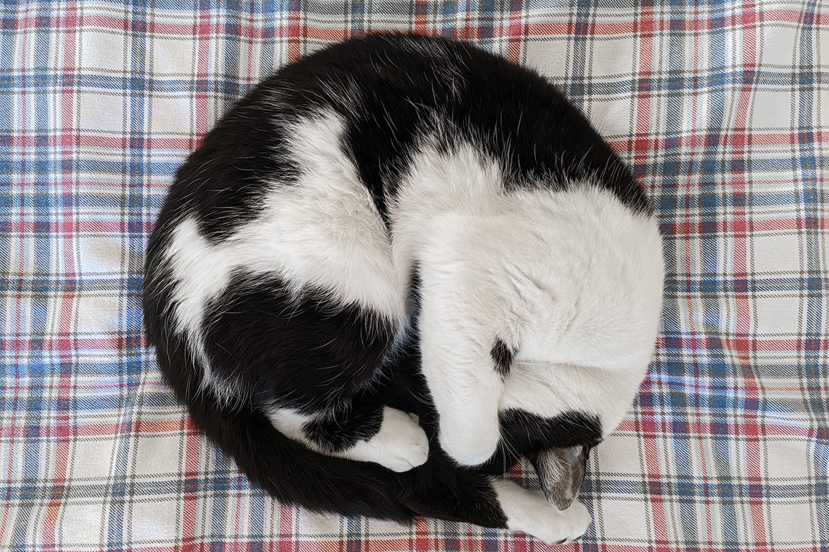 The Sleepy Tail Gettyimages 1424538076