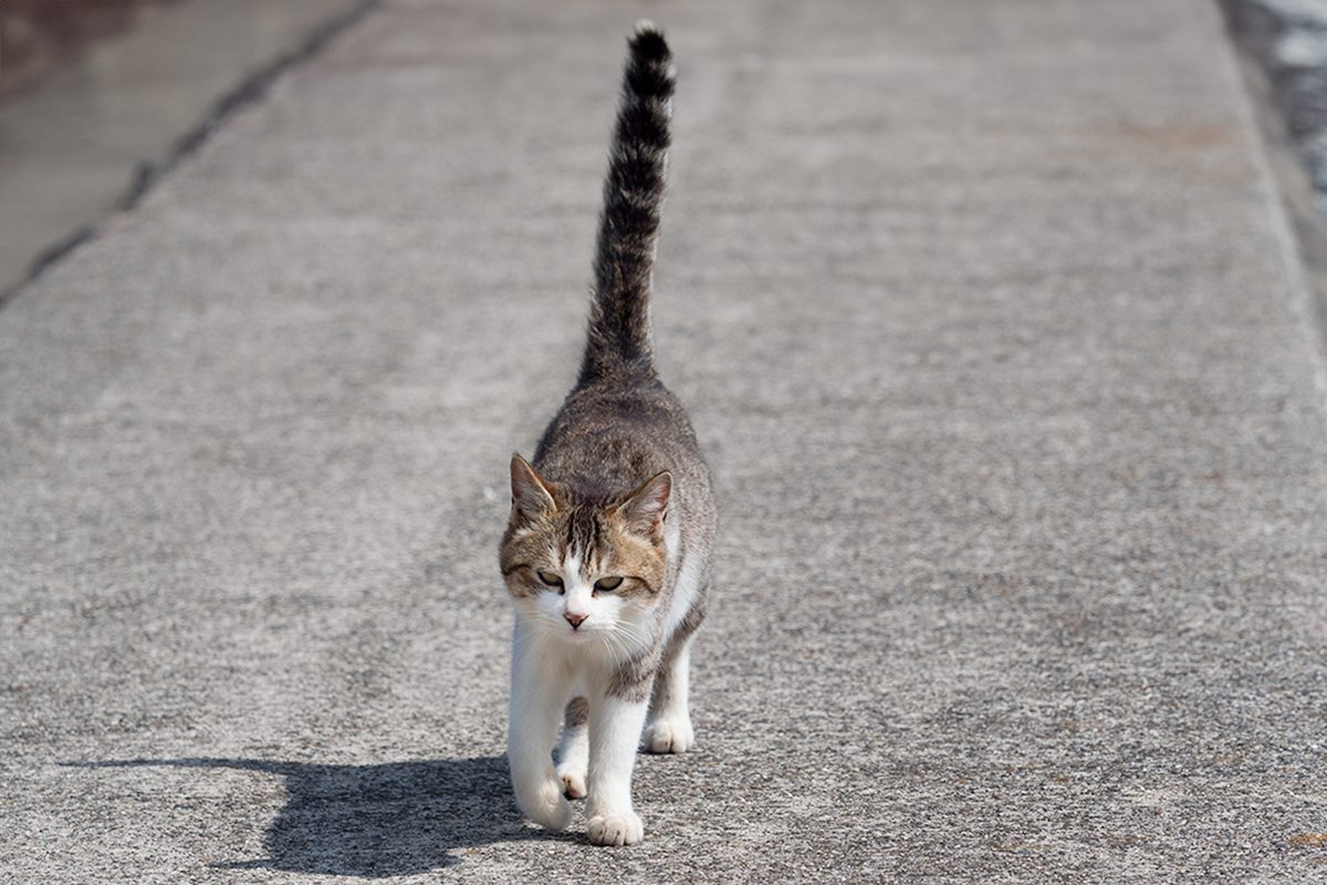 The Straight Up Tail Gettyimages 871697790