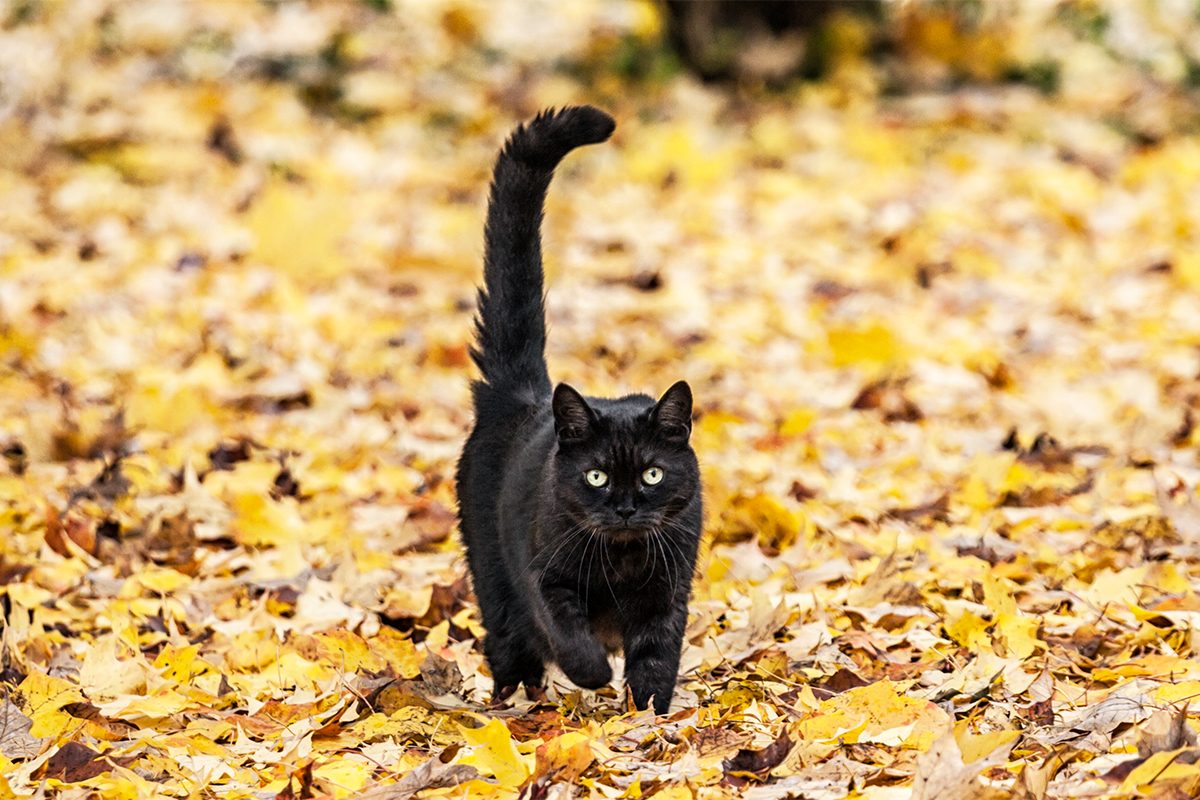 The Whip Tail Gettyimages 1209783175